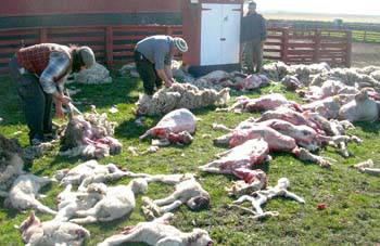 Feroz ataque de perros cimarrones
