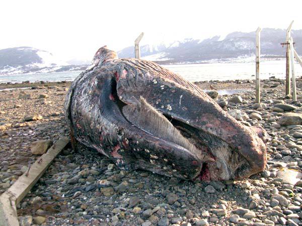 Estudian los restos de una ballena varada en la Península Ushuaia