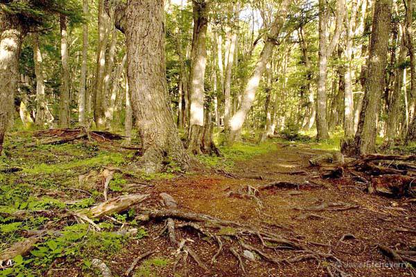 Un invento bien fueguino