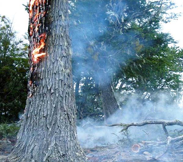 Brigadistas sofocaron el primer incendio forestal del año