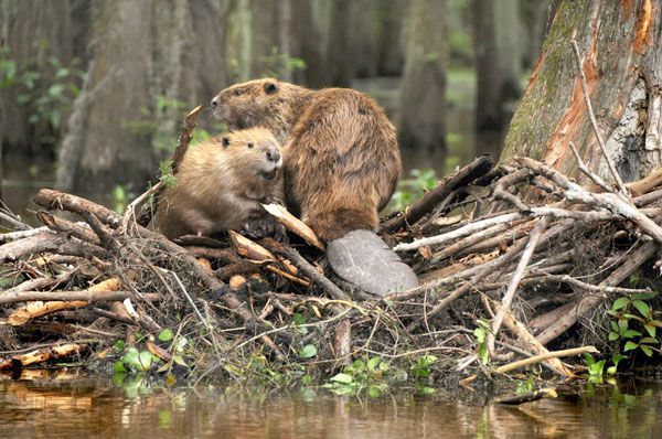 Declaran al castor especie dañina y perjudicial en la provincia