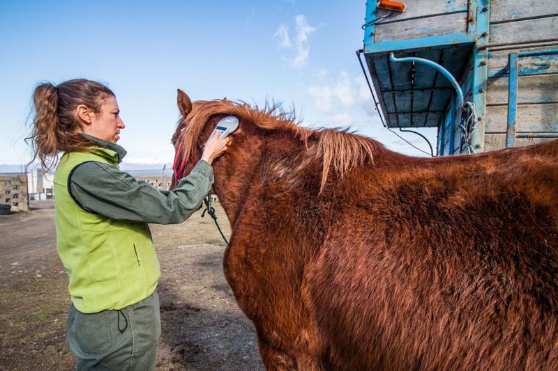 Se realizó el control de chipeo sobre equinos a resguardo