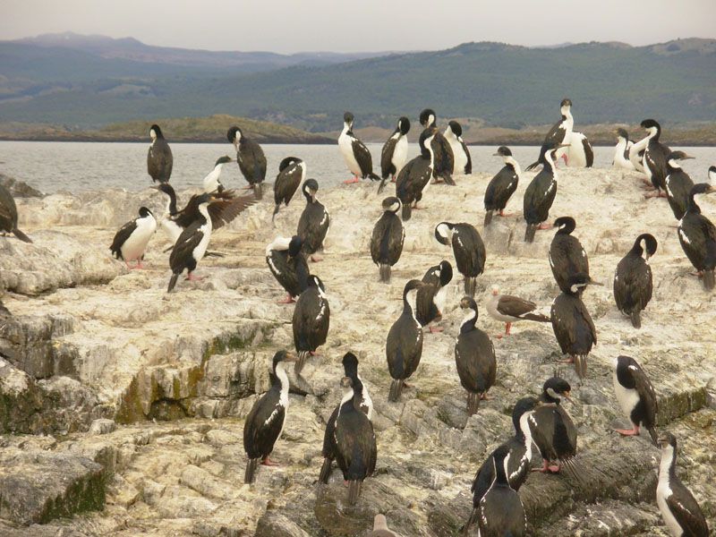 Prueban que fauna antártica no se adapta al cambio climático
