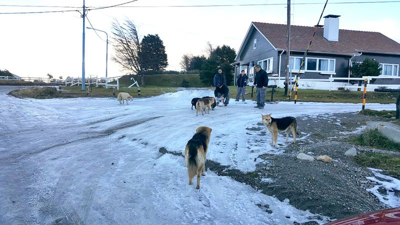 Una jauría de perros atacó a una mujer y le produjo heridas