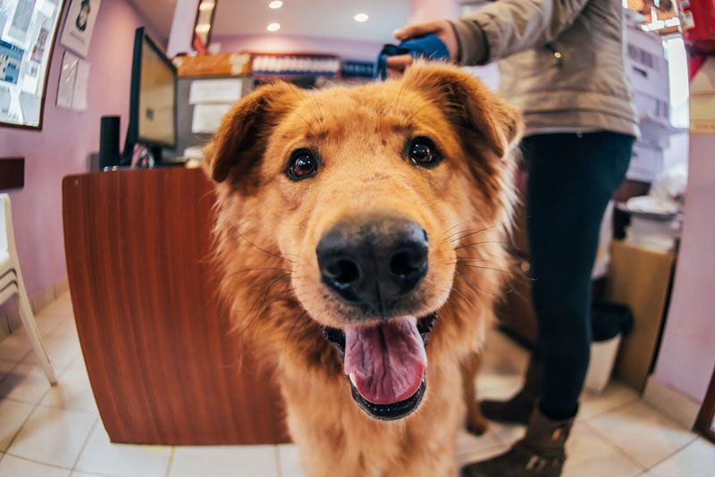 Se abre el Registro de Voluntarios de Zoonosis para protección de animales domésticos