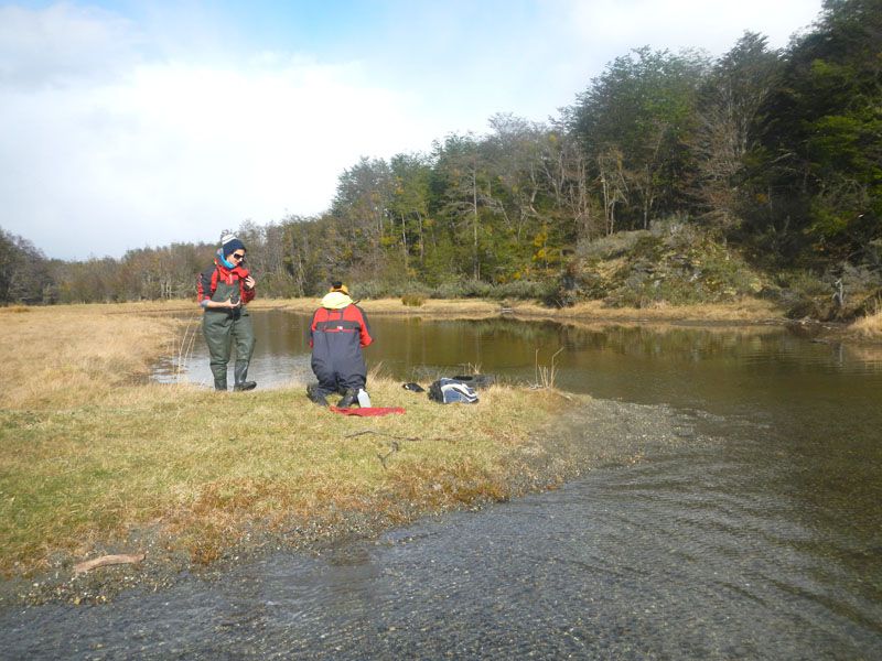 Analizan aspectos de los ríos fueguinos y la distribución del Salmón Chinook