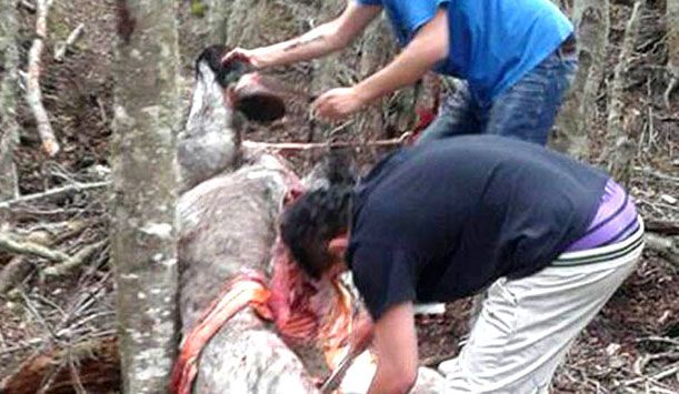 Otra vez la Justicia le negó a una ONG representar en juicio a un caballo ultimado en Ushuaia