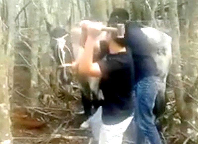 Un plazo legal impidió el debate sobre si una ONG podía representar en juicio a un caballo