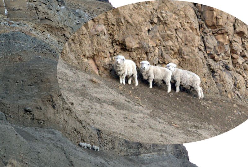 Ante el impedimento de un rescate, la policía tuvo que sacrificar ganado ovino