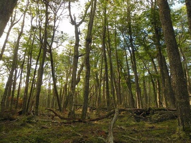 Se presentó el ordenamiento territorial de bosques nativos para el Municipio