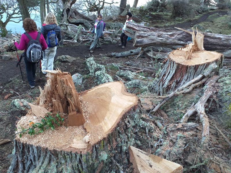 La Justicia instruyó una causa penal por la tala de árboles