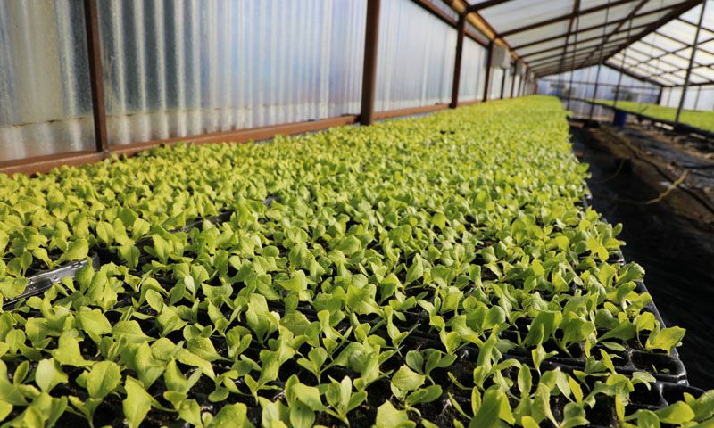 El Programa cuenta con unos 75 productores