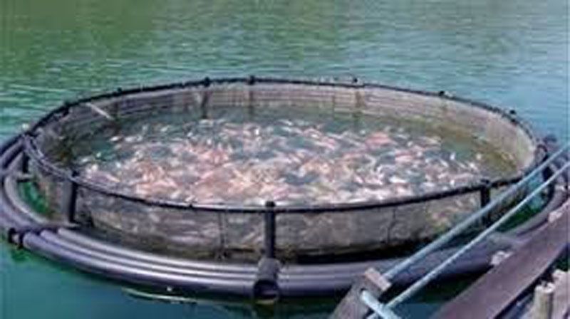 Nuevo proyecto en contra de la cría de salmónidos