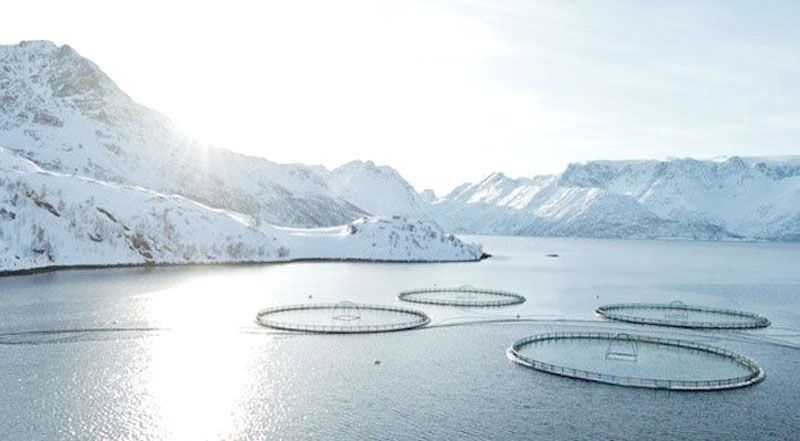 Se promulgó la ley que limita la salmonicultura