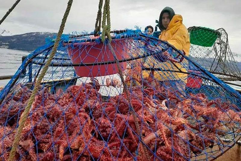 Newsan incursiona en la pesca de Centolla y Centollón