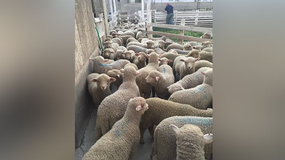 Río Grande busca fortalecer la producción y faena ovina