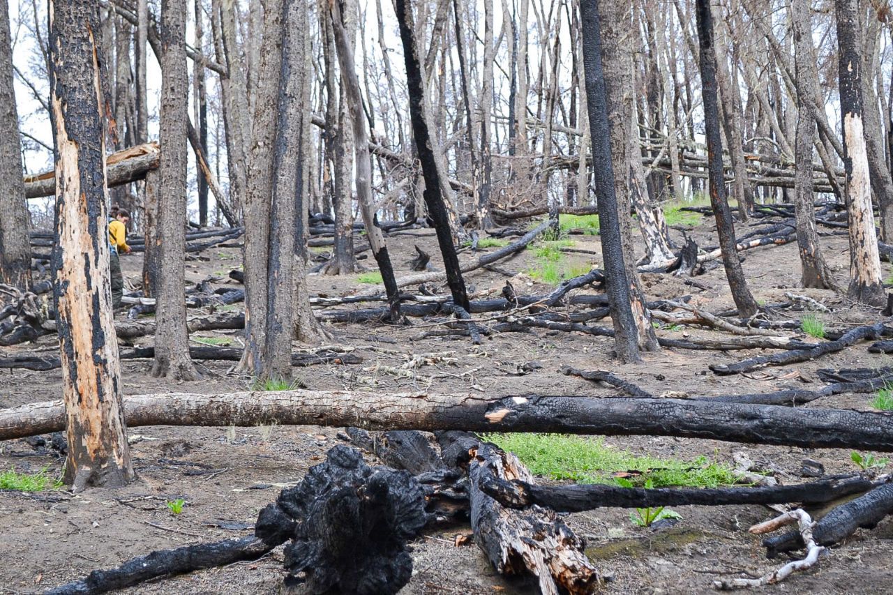 Más de veinte incendios forestales en lo que va de temporada