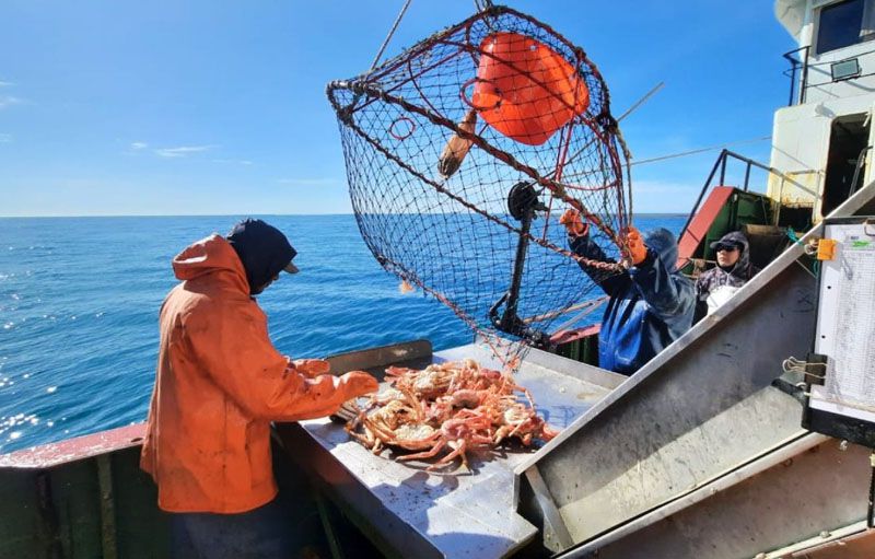 Aprueban campañas para evaluar la centolla 