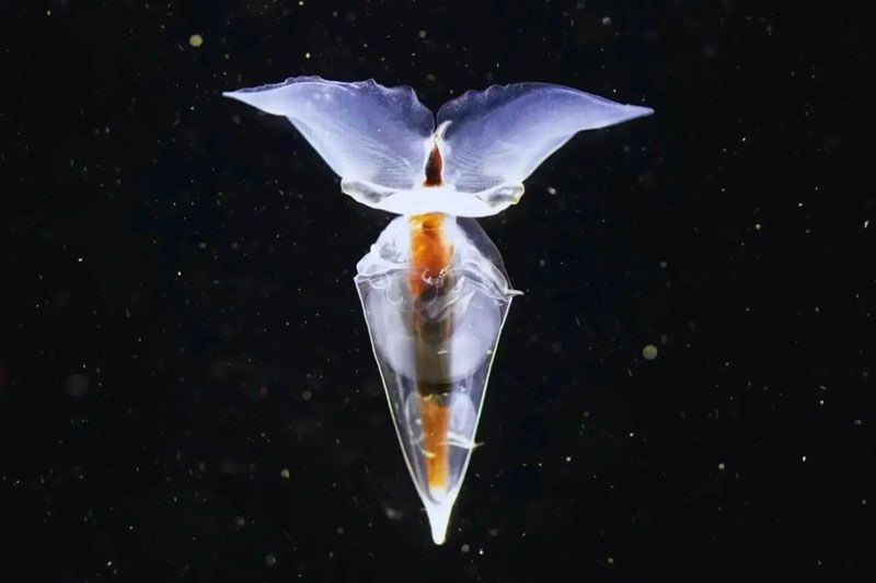 Hallan en la Antártida nuevas especies marinas 