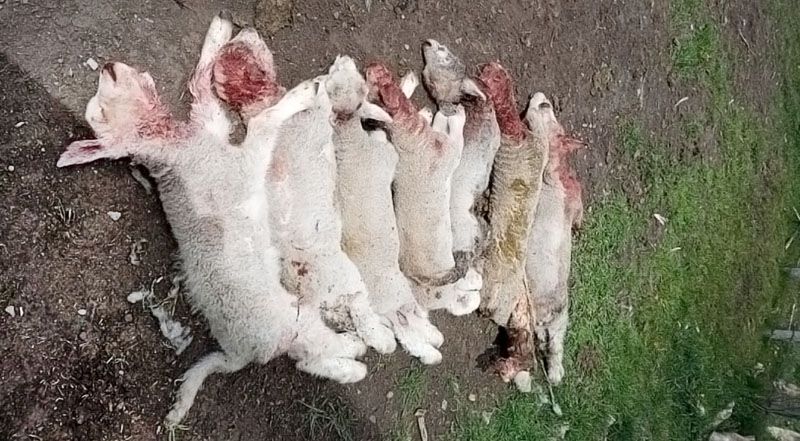 Perros asilvestrados también atacan novillos 