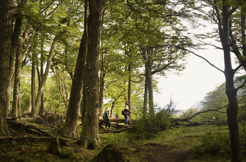 Reserva Natural Alarkén: un modelo de gestión del bosque sostenible 