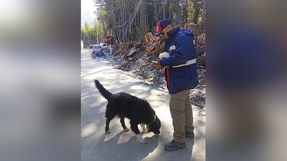 Zoonosis labró 21 actas de infracción por perros sueltos