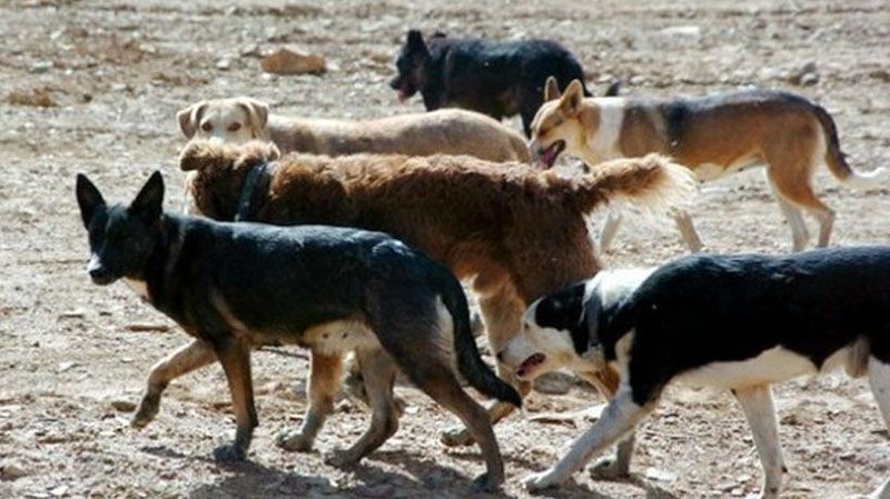 Perros asilvestrados versus ganado ovino y vacuno 