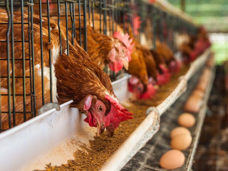 Impulsan jornadas de capacitación sobre bioseguridad y producción de alimentos