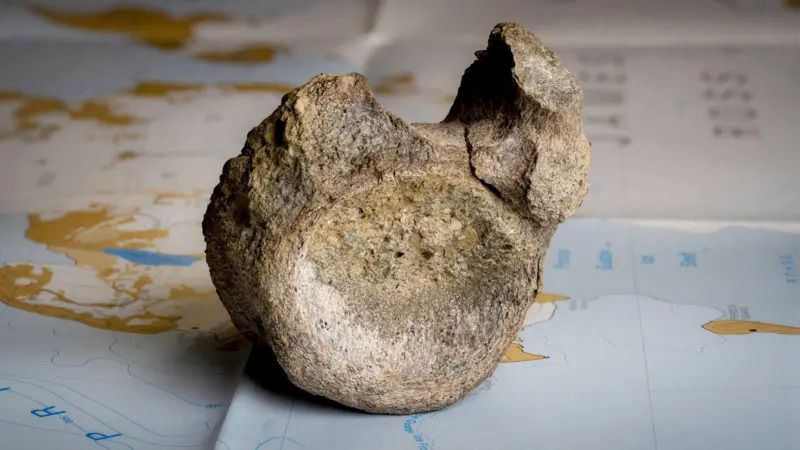Confirman el primer dinosaurio descubierto en la Antártida