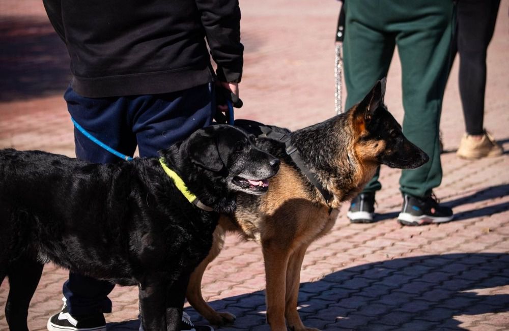 Abren preinscripción para la castración Castralat