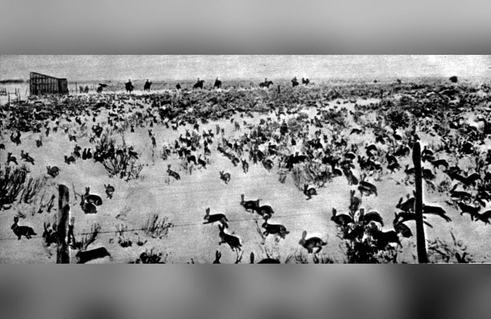Tierra del Fuego asolada por plaga de 35 millones de conejos