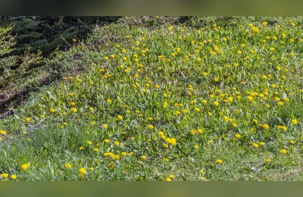 Se investiga un bioherbicida para frenar el avance de la pilosela