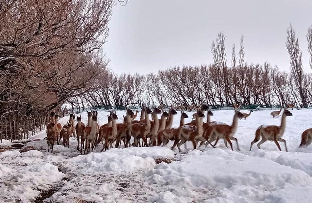 Una intensa nevada produce una gran mortandad de animales