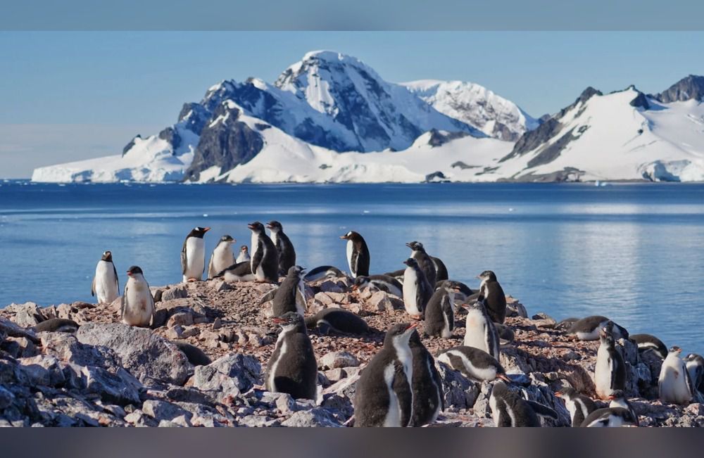 Miden metano generado por pingüinos en la Isla Decepción