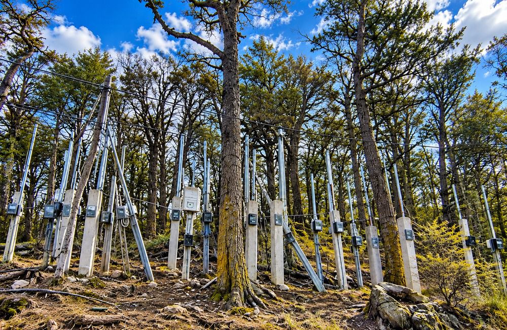 El bosque de los milagros eléctricos
