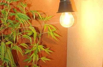 Encuentran pequeña plantación de marihuana