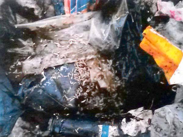 Vinculan la invasión de moscas con el relleno sanitario