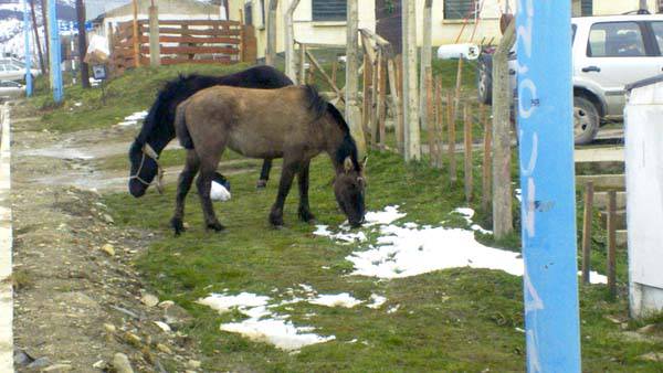 A caballo regalado...