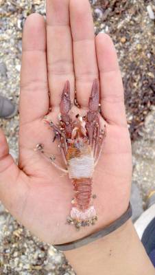 Por qué la costa de tiñó de rosa