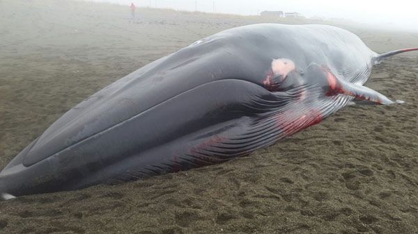 Hallan ballena muerta a 30 kilómetros de Río Grande