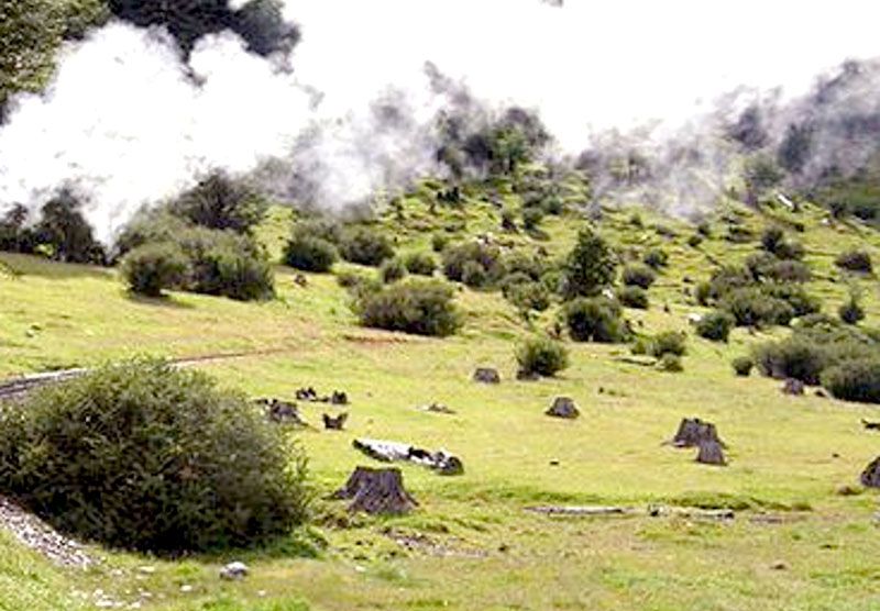 Cuestionan el talado indiscriminado de árboles en Ushuaia