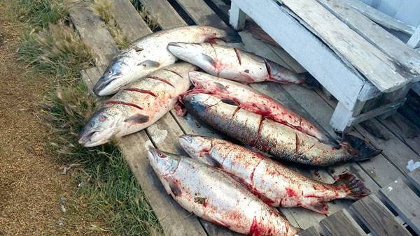 Pesca de hipócritas 