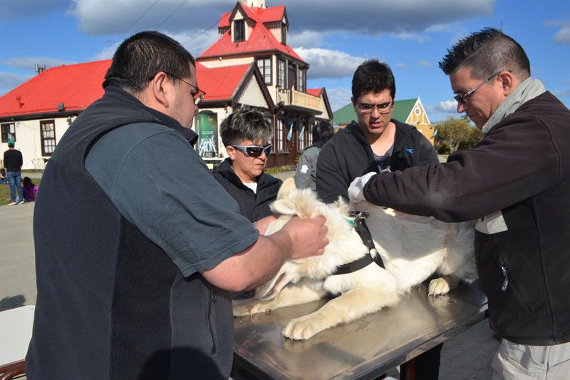Zoonosis realizó una nueva jornada de tenencia responsable de mascotas