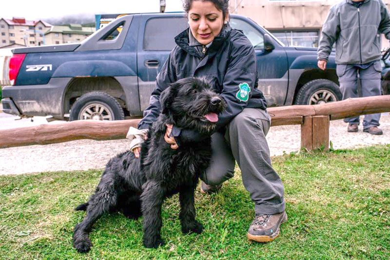 Se realizó la última jornada de tenencia responsable de mascotas