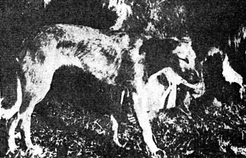 Describen a los perros de los nativos de Tierra del Fuego  