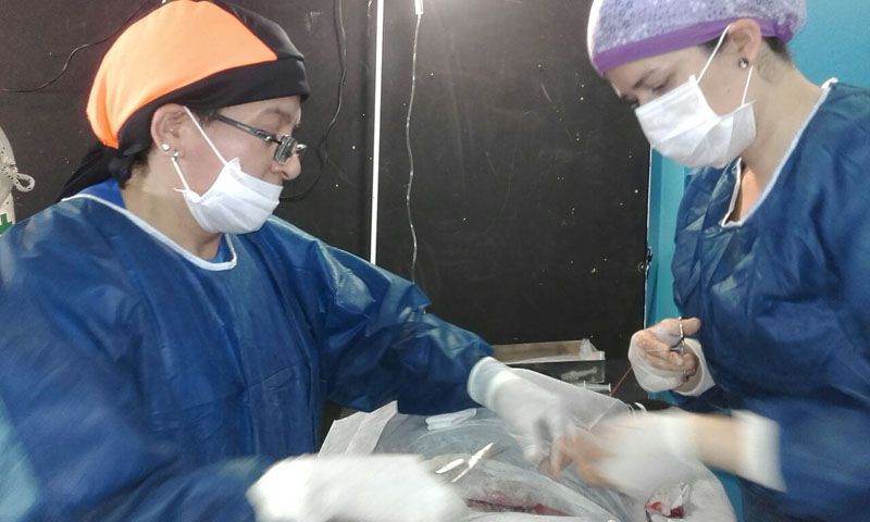 Zoonosis colaboró con la primera campaña de castración de mascotas en Tolhuin