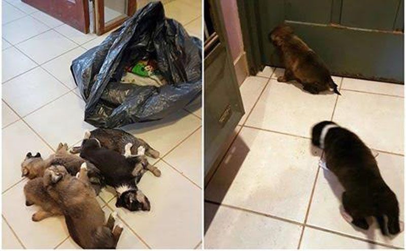 Preocupa el aumento de casos de abandono de perros en la vía pública