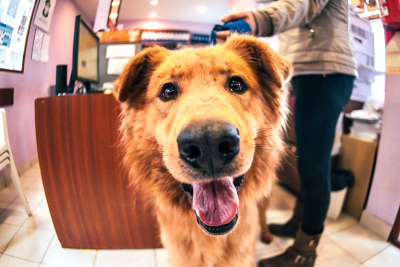 Autoridades de Zoonosis piden que adopten o apadrinen mascotas de caniles municipales