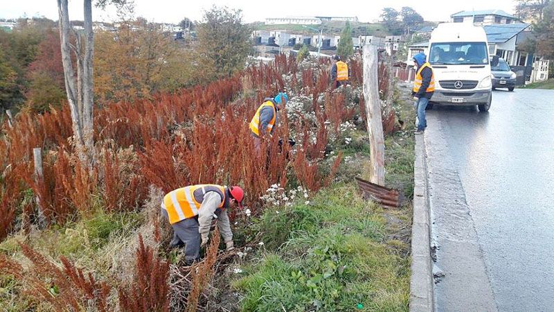 La Secretaría de Medio Ambiente trabaja en la limpieza sostenida del turbal de Monte Gallinero