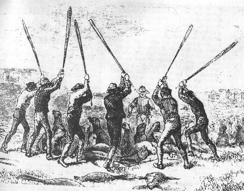 Prohíben la caza de lobos marinos, pingüinos y otras especies